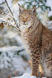 Bobcats are not legal as pets without a permit (only provided to educators, zoos, research, animal sanctuaries, etc.) in most states. Lynx Bobcat Pictures Pets Cats Cats And Kittens