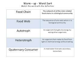 Learn more about food chains in this article. Stations Activity Food Chain Food Webs And Energy Pyramid Instructions Word Sort Print The Word Sort And Cut Apart For Students To Match The Definition Ppt Download