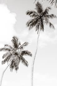 Aesthetic Black And White Palm Tree Wallpaper Black And White Fine Art Print By Cattie Coyle Photography Palm Trees Palm Tree Wall Art Black And White Picture Wall Photo Wall Collage