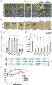 The chloroplasts contain a green pigment called chlorophyll, which captures the energy of sunlight for photosynthesis. The Core Autophagy Machinery Is Not Required For Chloroplast Singlet Oxygen Mediated Cell Death In The Arabidopsis Thaliana Plastid Ferrochelatase Two Mutant Bmc Plant Biology Full Text