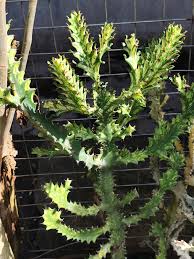 Image result for Monadenium lugardiae