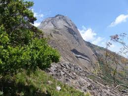 Image result for Tecomaria nyassae