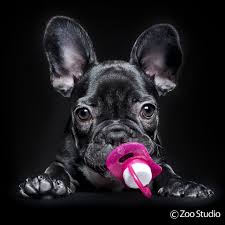 All Babies Need Their Dummy Sometimes Zoo Studio Pet Photography Brisbane Bulldog Dog Photography Studio French Bulldog