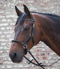 We did not find results for: Tellington Ttouch Lindell Side Pull Art Of Riding