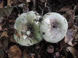 Image result for Russula variata