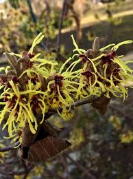 Image result for Hamamelis mollisi