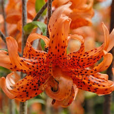 Lancifolium Flore Pleno Lilien Lilie Garten Blumen