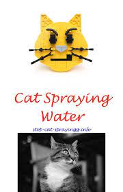 Flea Spray For Use On Cats What Can I Spray Furniture With To Keep Cats Off Can I Uses Air Spray To Cat How To St Cat Deterrent Spray Cat Spray Cat