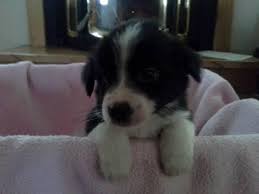 2 tricolor males, 1 tricolor female and 3 black & white females. Border Collies For Sale Oregon