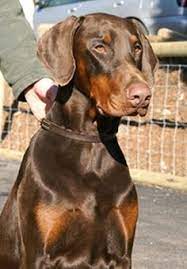 See more of doberman puppies for adoption on facebook. 62 Doberman Ideas Doberman Doberman Dogs Doberman Pinscher