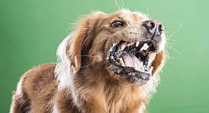 Your dog communicates with you and other dogs in a variety of ways — including growling. Food Aggression In Dogs Causes And Cure