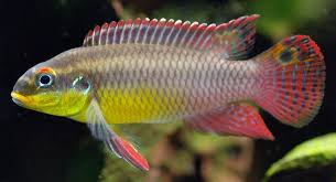 Seriously Fish Feeling Fishy Aquarium Fish Cichlids Freshwater Aquarium Fish