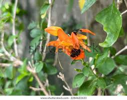 Image result for Ruttya fruticosa