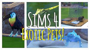 Find answers to the most commonly asked questions about birds and parrots, including questions about bird cages, health problems and safety. Pin On Simspiration