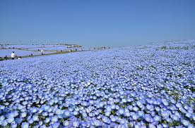 コアラモード． 『ネモフィラ』 【完全生産限定版cd +dvd】 disc１ 1.ネモフィラ 2.ちゃんと手をつなごう 3.わたしの願いごと 4.ネモフィラ (instrumental) disc２ ネモフィラ (music video) いとしさぶ. èŒ¨åŸŽ å›½å–¶ã²ãŸã¡æµ·æµœå…¬åœ'ã®ãƒãƒ¢ãƒ•ã‚£ãƒ© 4æœˆä¸‹æ—¬ãŒè¦‹é ƒ æœ€æ–°ã®é–‹èŠ±äºˆæƒ³ã§ã¯4æœˆ20æ—¥ã«7åˆ†å'²ã ãƒˆãƒ©ãƒ™ãƒ« Watch