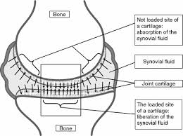 Image result for direction of water flow to the joint cartilage