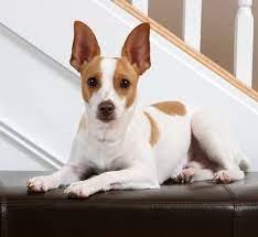 Rat Terrier Loveable Friendly Happy Dog With Moderate Exercise Needs