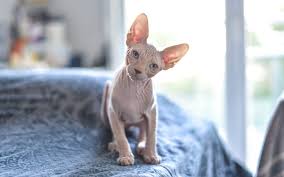 Photo Chat Sans Poil Photo Animaux Animal Photo Chat Chat Sans Poil Image Chat