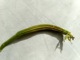 And then they started to bloom: Ridge Gourd Fruit Turning Yellow Gardening Landscaping Stack Exchange
