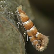 Image result for Phyllonorycter strigulatellus