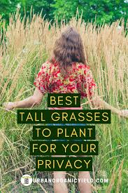 Check spelling or type a new query. What Tall Grass Can Create A Privacy Fence Tall Ornamental Grasses Plants For Privacy Grasses Landscaping