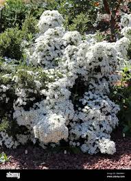 Image result for Hermannia boraginiflora