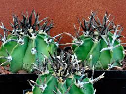 Image result for Biophytum crassipes