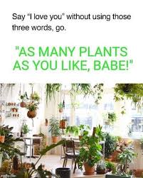 Pin On Plants
