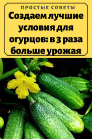 сад огород своими руками огурцы от а до я Sad I Ogorod V 2020 G Ogorod Sad Sovety
