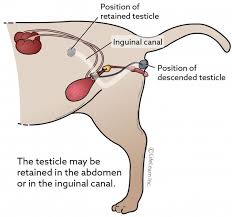 Patients with testicular cancer have a 95% survival rate five years after surgery if the cancer had not spread beyond the testicle. Retained Testicle Cryptorchidism In Cats Vca Animal Hospital