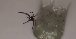 Earlier this month, an 18cm hunstman was found in a shipping container in surrey. Giant Huntsman Spider Won T Go Down Without A Fight 96five Family Radio