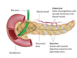 We did not find results for: Beta Cells Diabetes Resources Information Diabetes Self Management