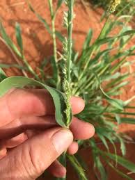 Image result for Urochloa subulifolia