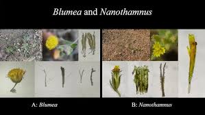 Image result for Brachythrix pawekiae