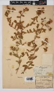 Image result for Geigeria burkei