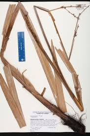 Image result for Scleria lacustris