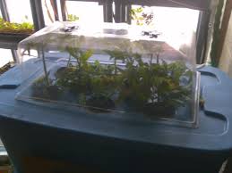 I am probably going to add a third tote for 36 sites. How To Make A Simple Aeroponics System Garden Pool