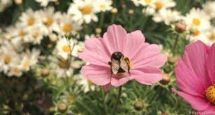 Check spelling or type a new query. Regolith Heart The Language Of Flowers Chapter One Summary