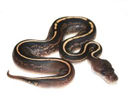 Black Head Black Pastel Yellow Belly Morph List World Of Ball Pythons Ball Python Python Ball Python Morphs