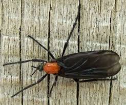 Pin On Insects