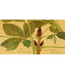 Image result for Crossandra greenstockii