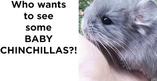 Females may adopt abandoned baby chinchillas. Hey You Look Like You Could Use Some Baby Chinchillas