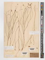 Image result for Wahlenbergia virgata