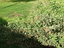 Image result for Pluchea dioscoridis