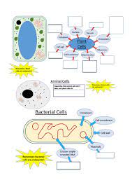 We did not find results for: Types Of Cell Animal Plant Bacterial Biology Gcse Teaching Resources