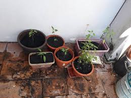 Pokok jenis rendah.sesuai di kawasan taman perumahan. Miles Of Smiles Terapi Tanam Apa Tu
