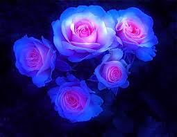 Most Beautiful Black And Blue Roses Blue Roses Photo By Stb666 Photobucket Beautiful Rose Flowers Amazing Flowers Flowers