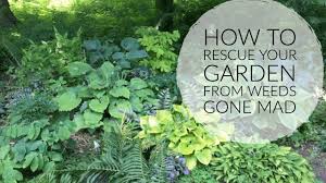 Do it right the first time, you're done. How To Reclaim A Weedy Garden The Impatient Gardener Youtube