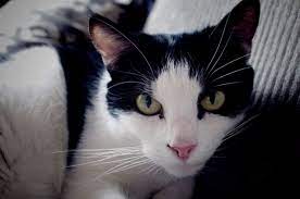 (just like crow) she isn't aggressive, but she will puff up and arch her back in her best halloween cat impression. Magpie Cats Are The Best Pretty Cats White Cats Cats