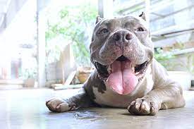 What States Don T Allow Pit Bulls Petset Com
